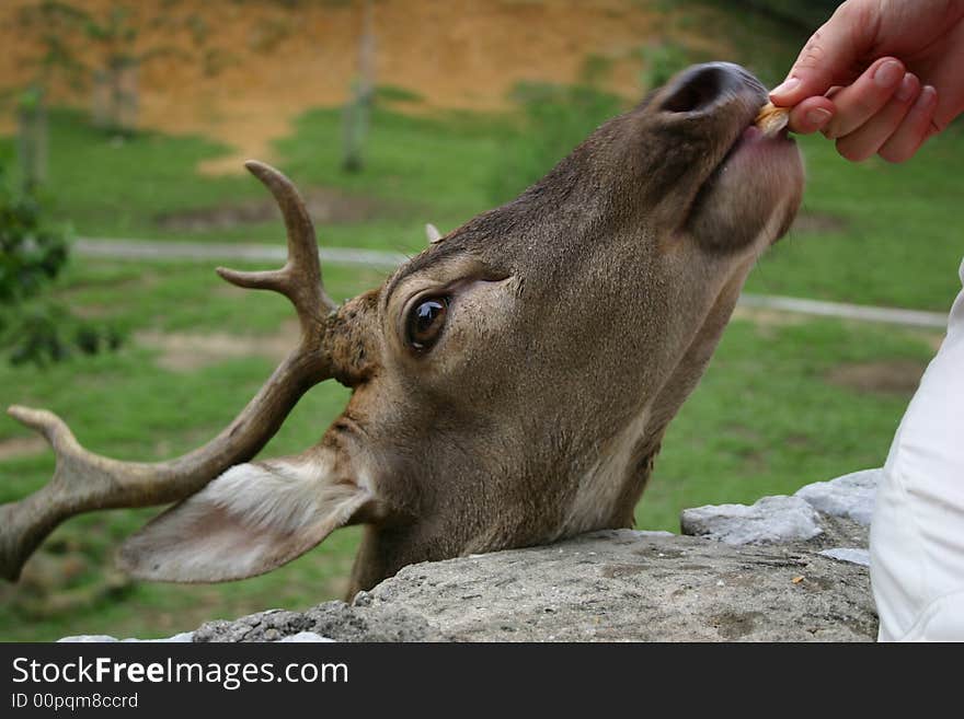 Feeding deer