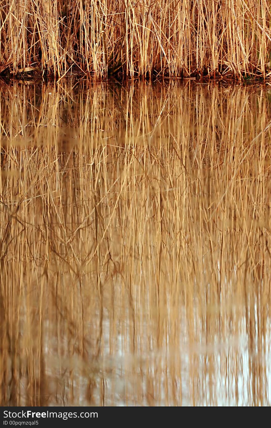 Abstract background of a reed