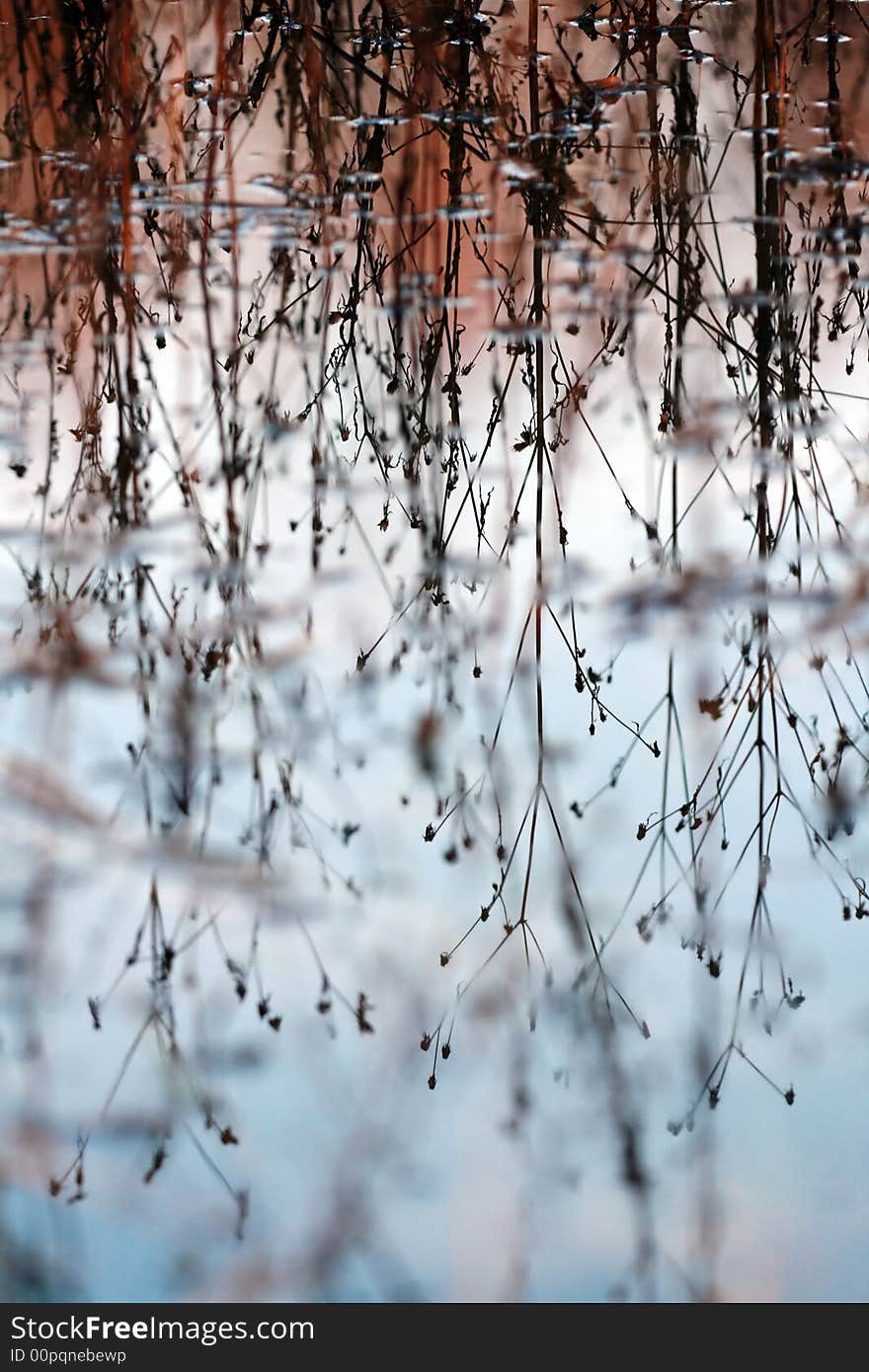 Reflection of plants on water