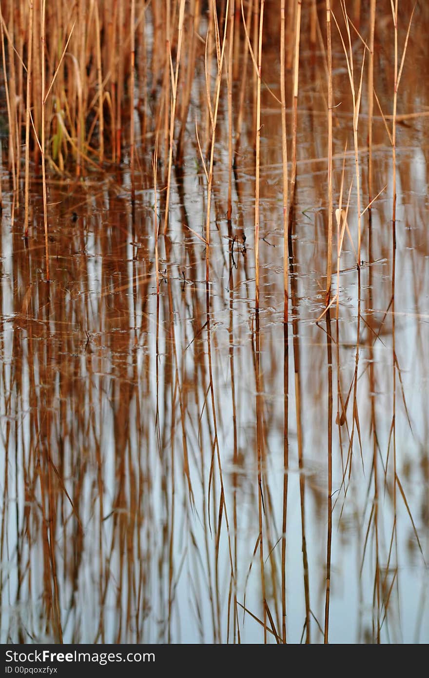 Abstract background of reflecting reed. Abstract background of reflecting reed