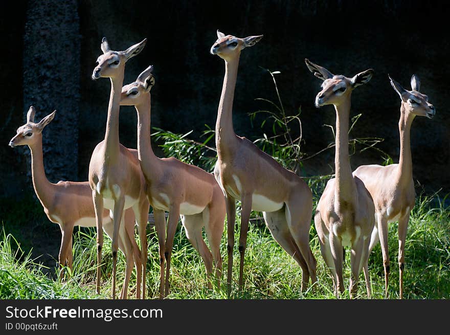 Gerenuks have a small head for their body, but their eyes and ears are big. Gerenuks have a small head for their body, but their eyes and ears are big.