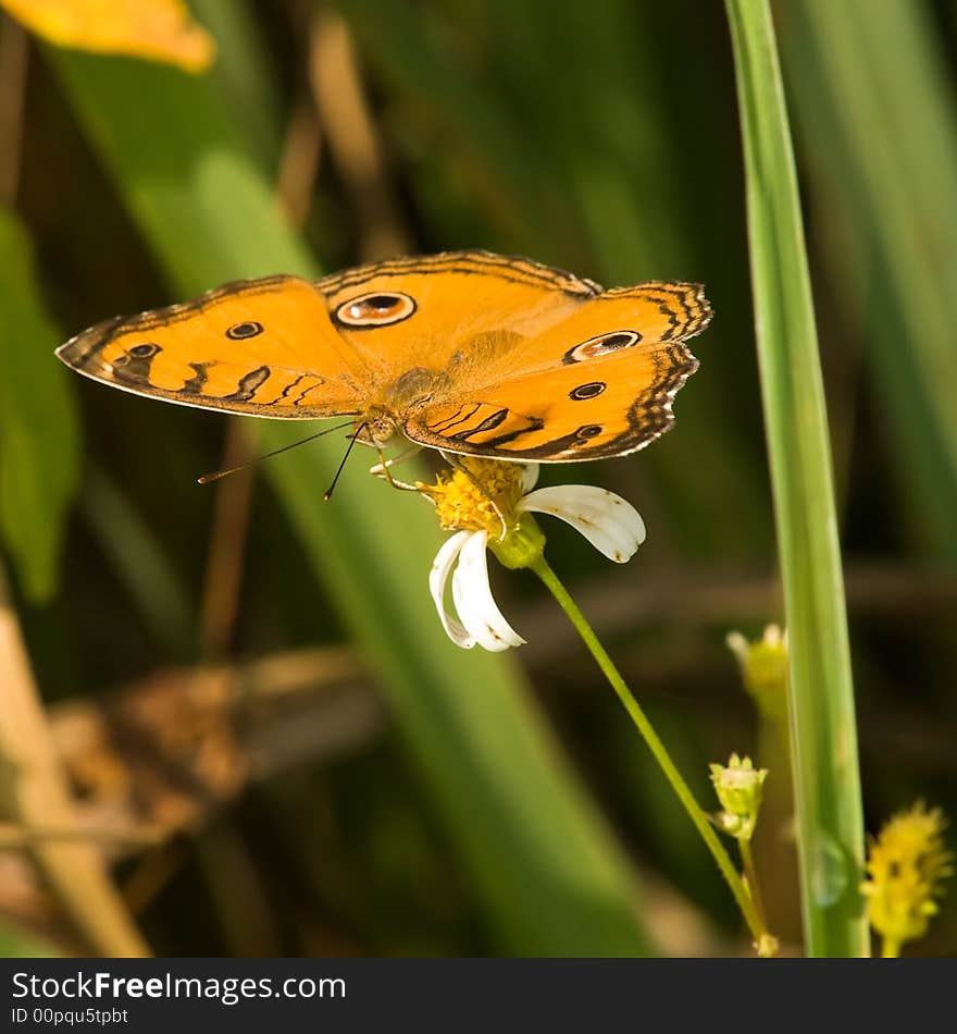 Peacock Pansy Butterfly