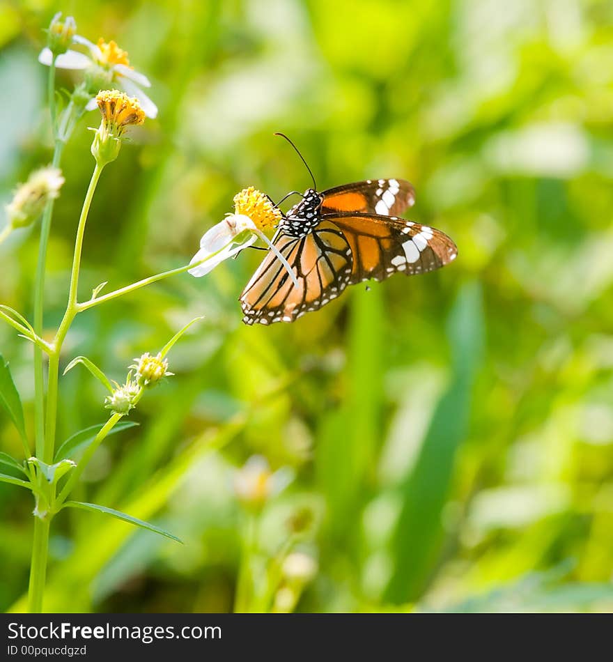 Common TIger Butterfly