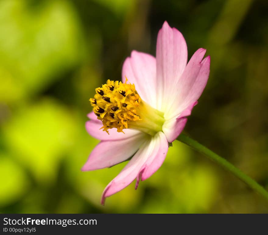 Asteraceae