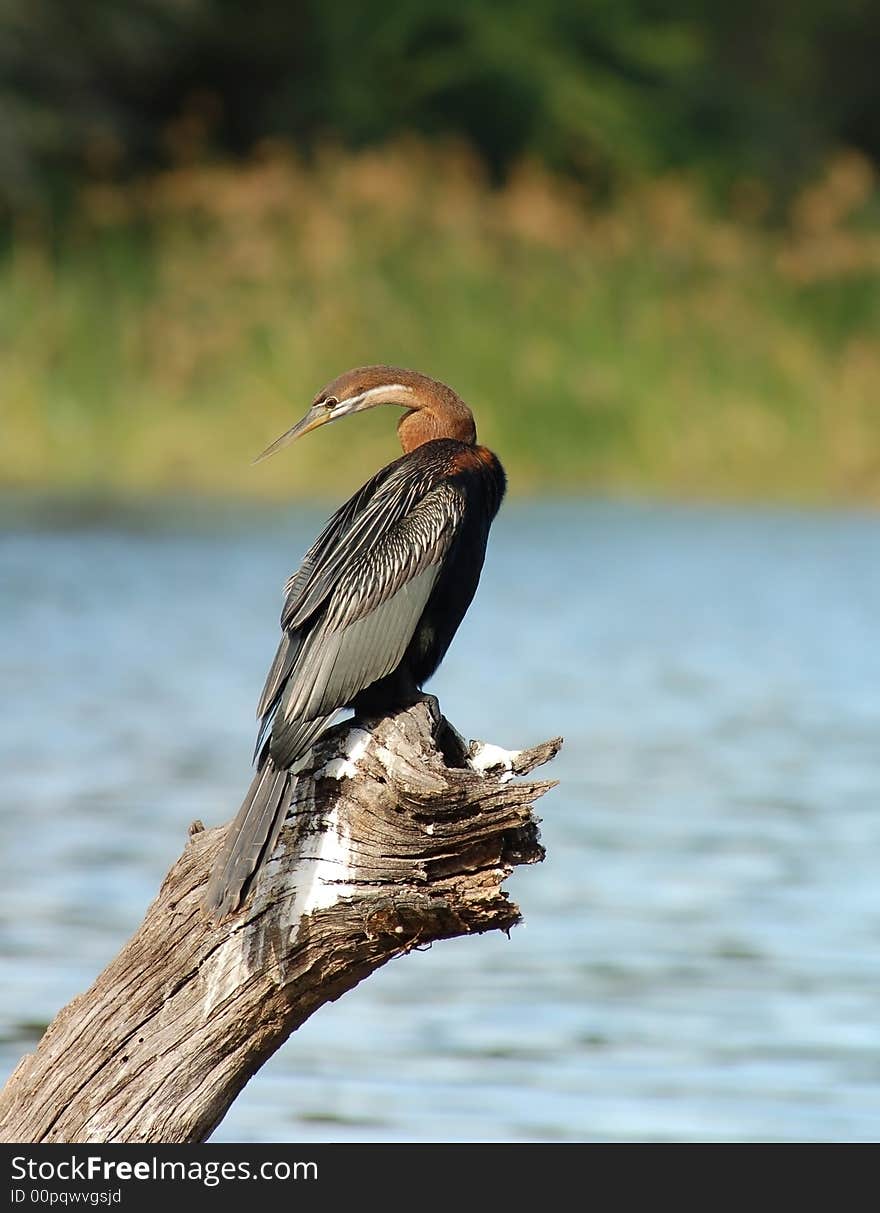 An African Darter at a lake in South Africa. An African Darter at a lake in South Africa.