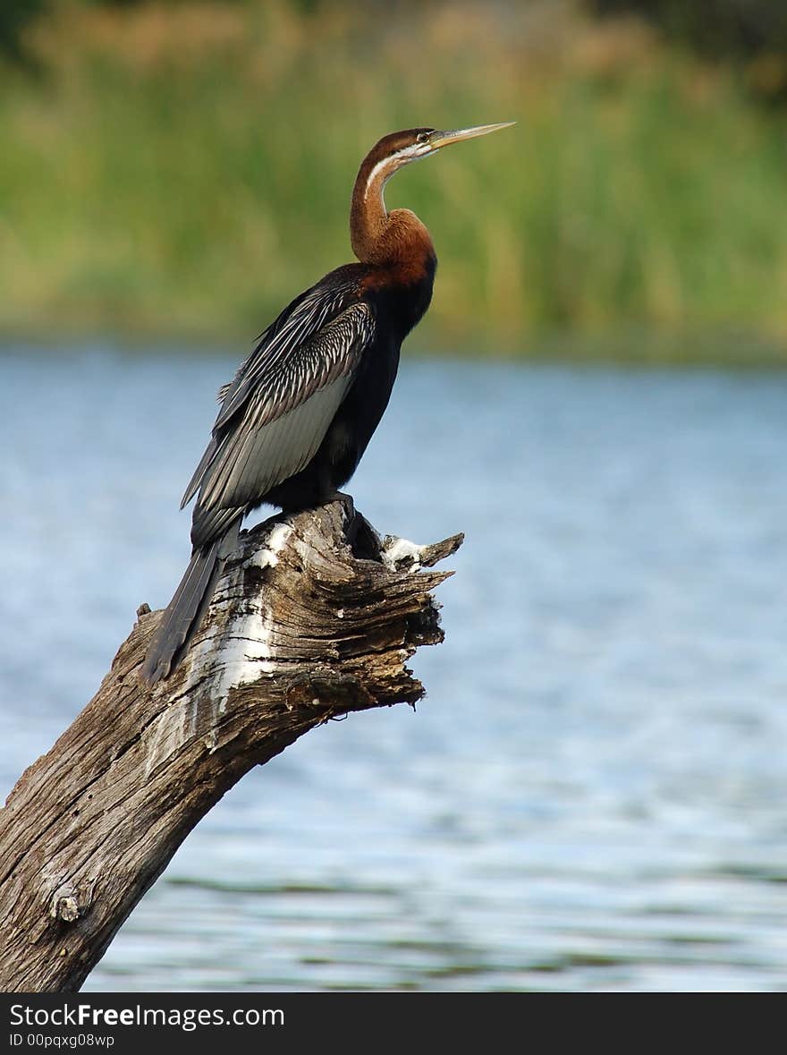 An African Darter at a lake in South Africa. An African Darter at a lake in South Africa.