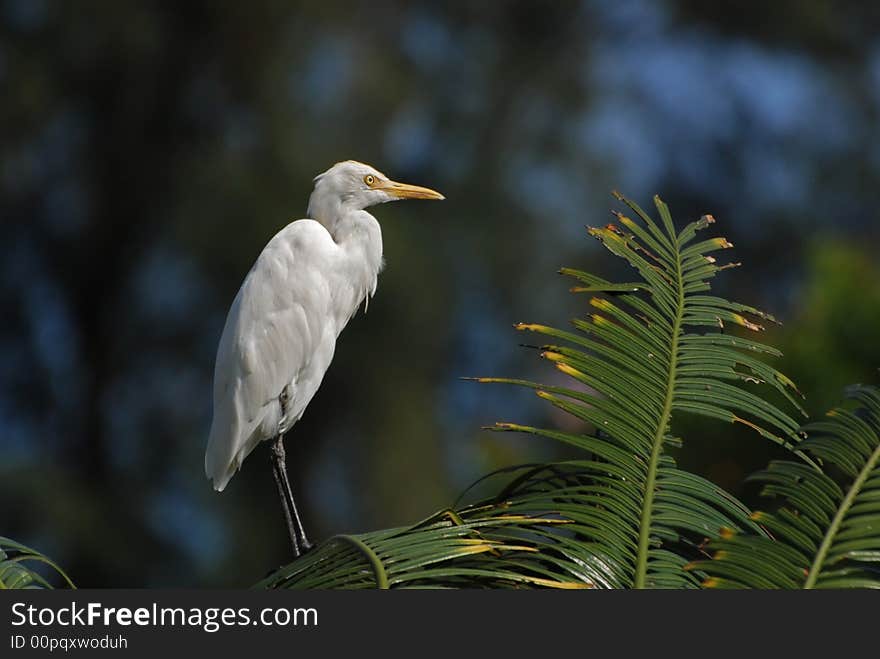 Little egret standing on the tree