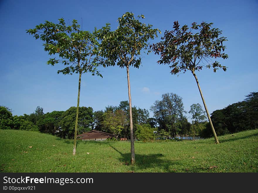 Sky, landscape and tree in the park