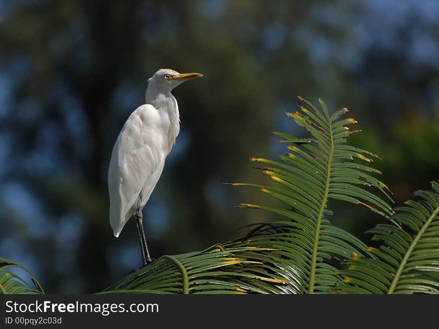 Little Egret Standing On The Tree