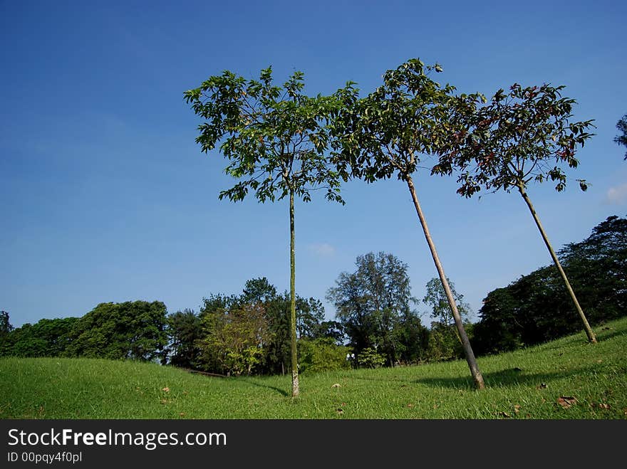 Sky, landscape and tree in the park