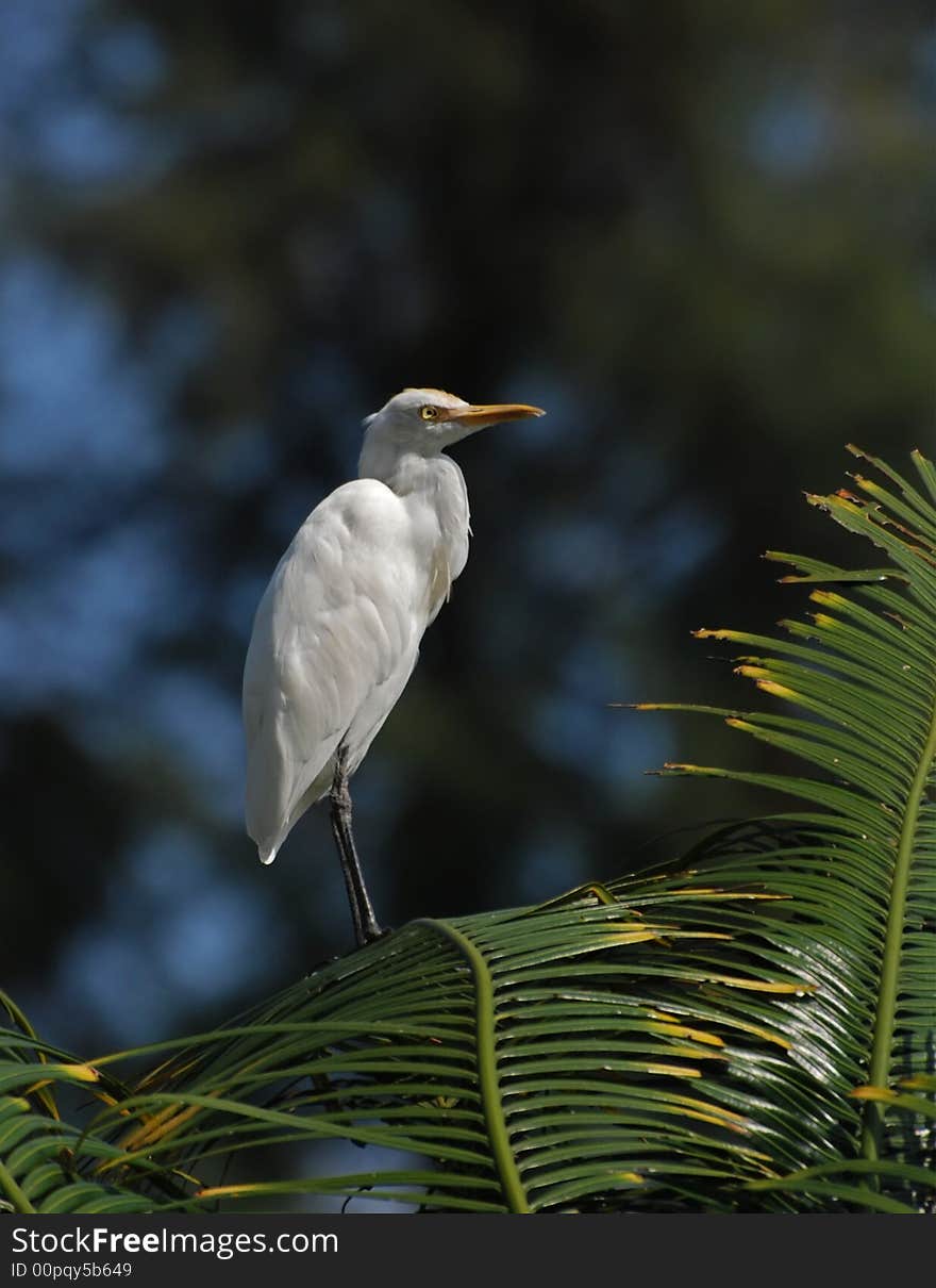 Little egret standing on the rocks