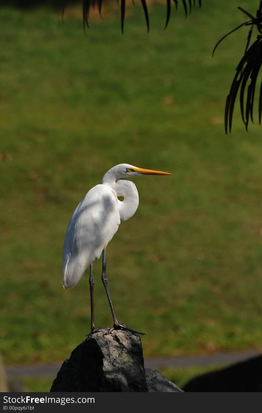 Little egret standing on the rock