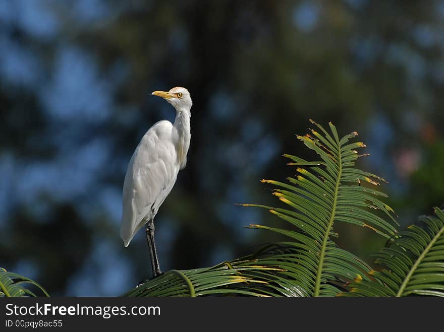 Little Egret Standing On The Tree