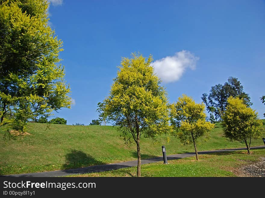 Tree, sky and landscape in the park