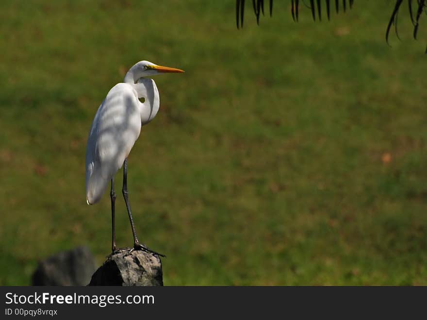 Little Egret Standing On The Rock