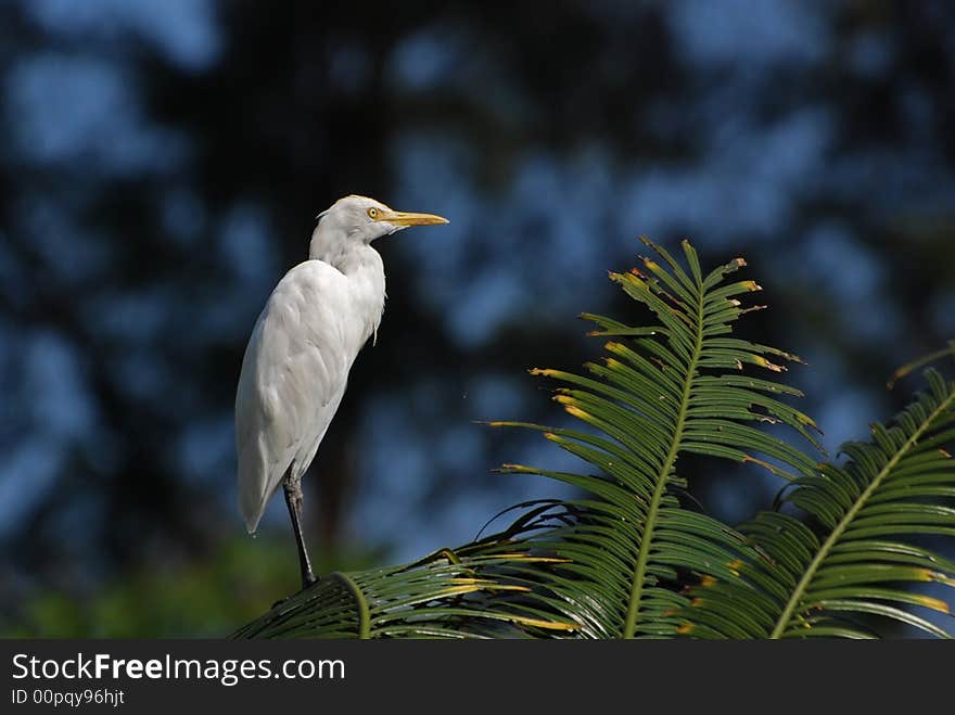 Little egret standing on the tree