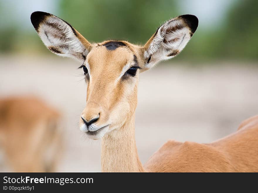 African gazelle