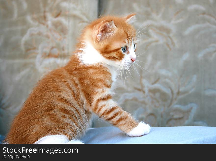 Nice little red and white kitten.