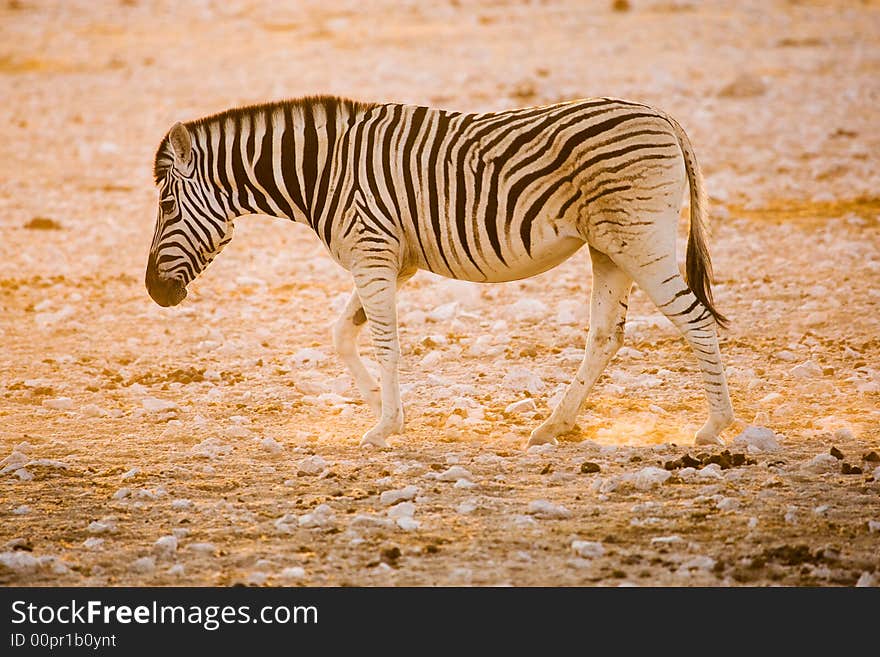 Sunrise with zebra