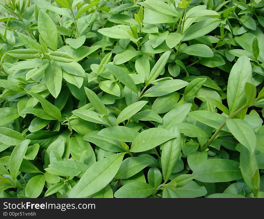 Green leaves of buckthorn fragile