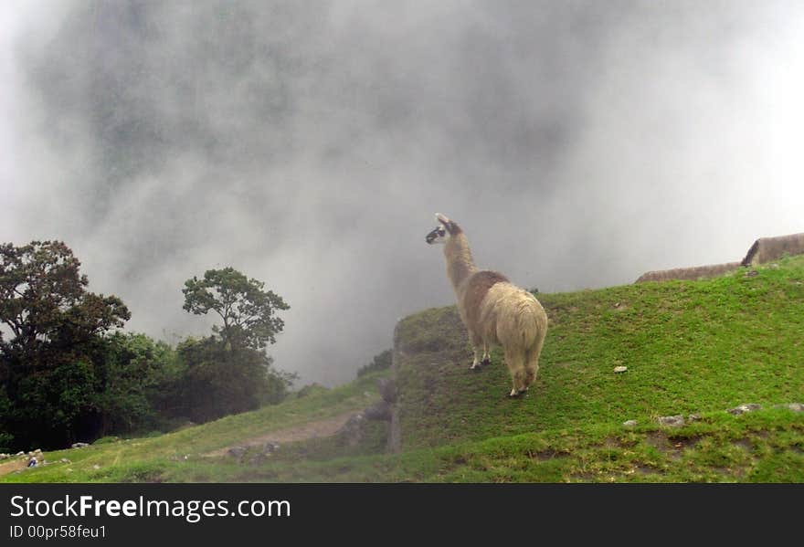 Llama Machu Picchu