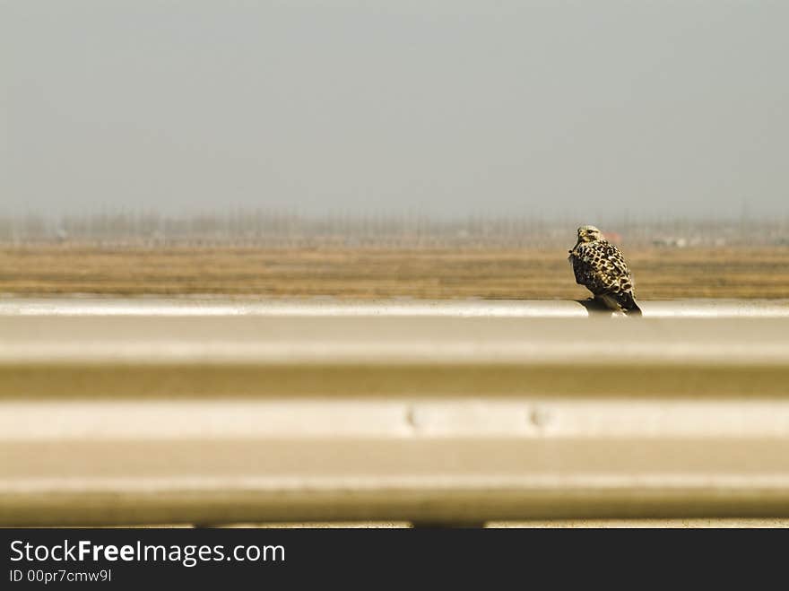 A eagle stood on the edge of metal board kept its eyes on me. A eagle stood on the edge of metal board kept its eyes on me.