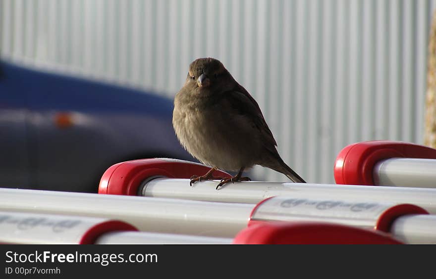 Sparrow in market in winter sun