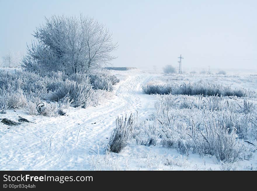 Frozen tree. white winter in blue tone