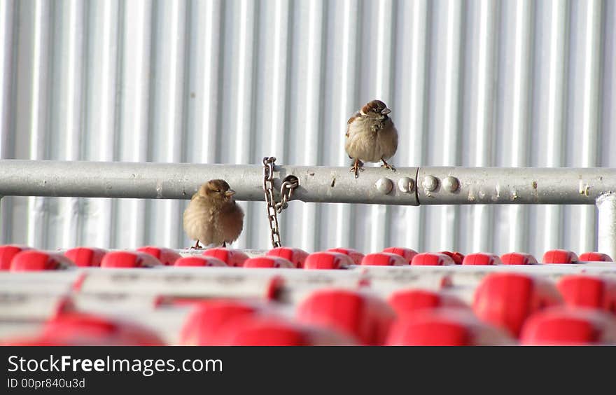 Two sparrows in market in winter sun