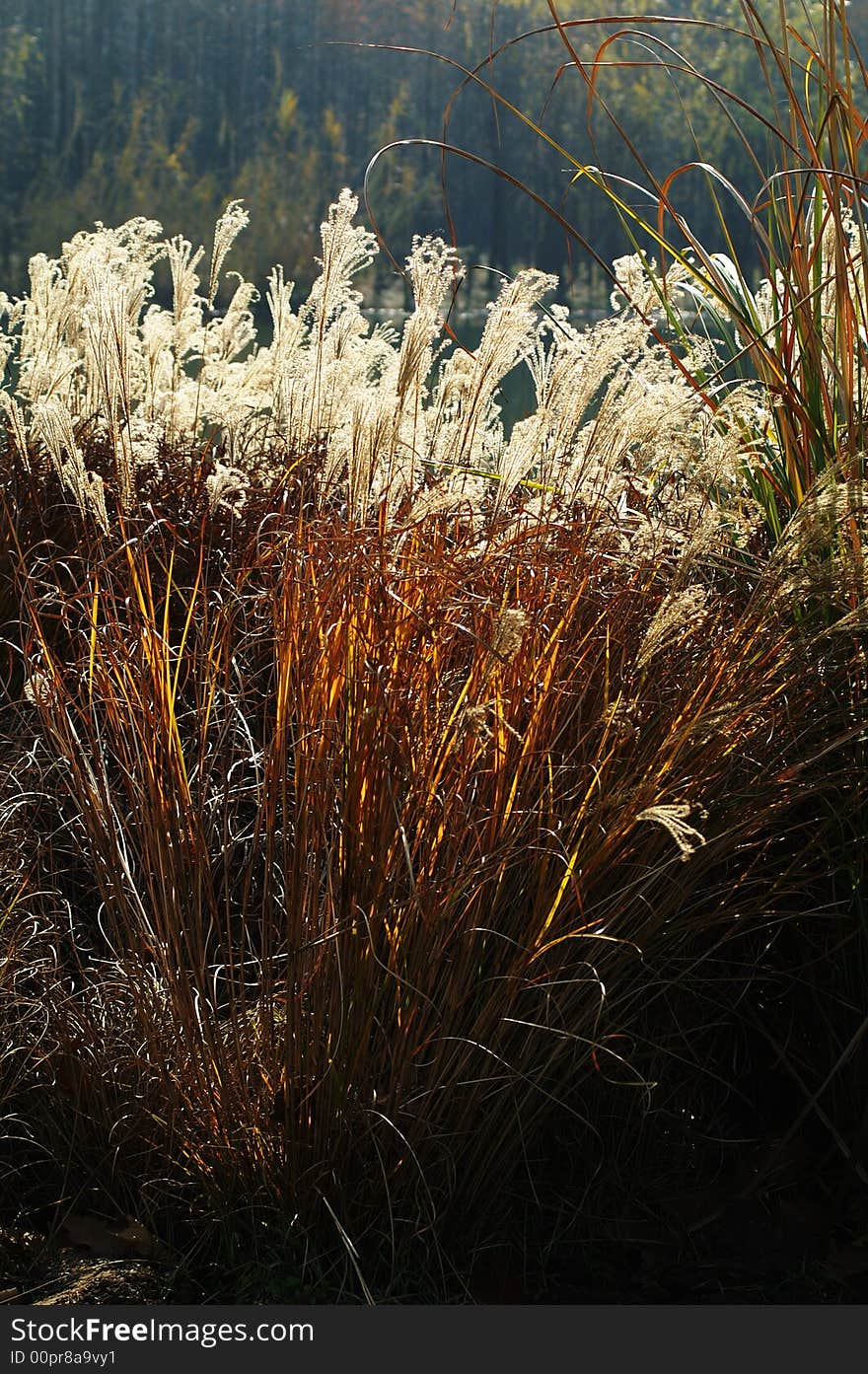 The couch grass look shining in the backlight. The couch grass look shining in the backlight