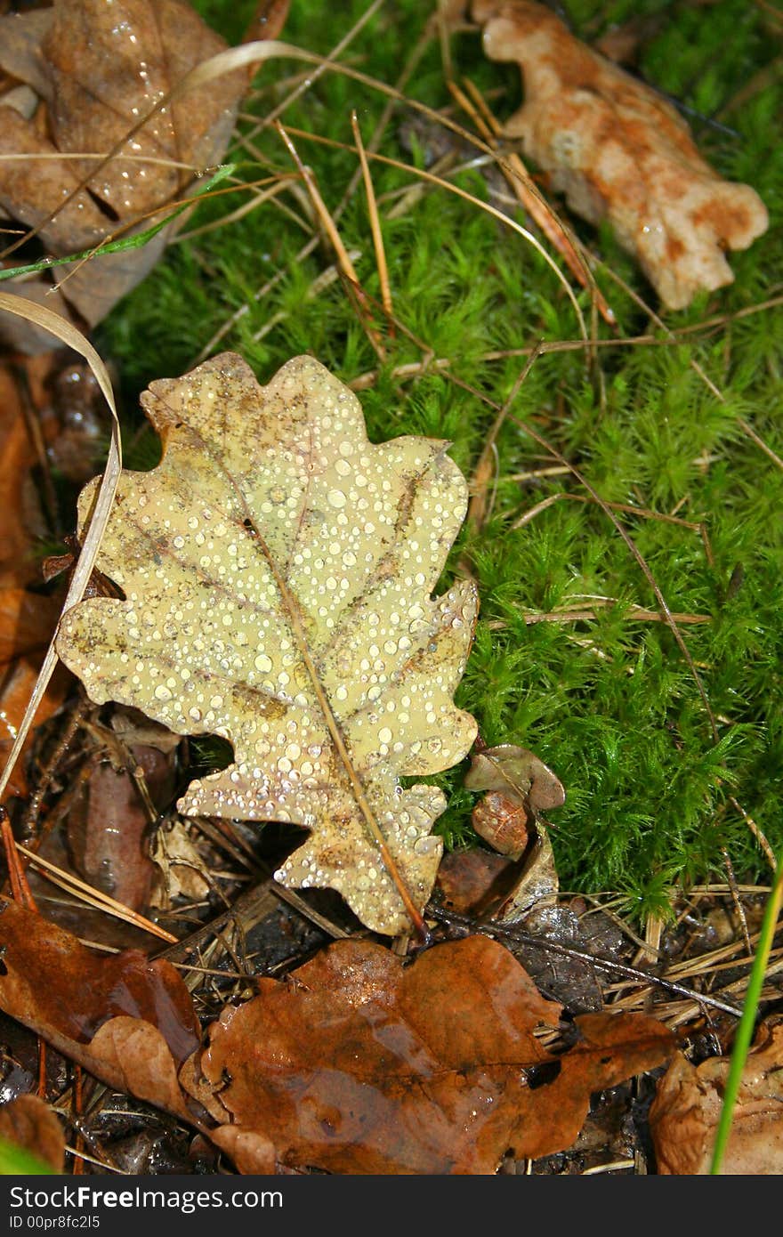 Autumn. Oak leaf  with the dew on the moss