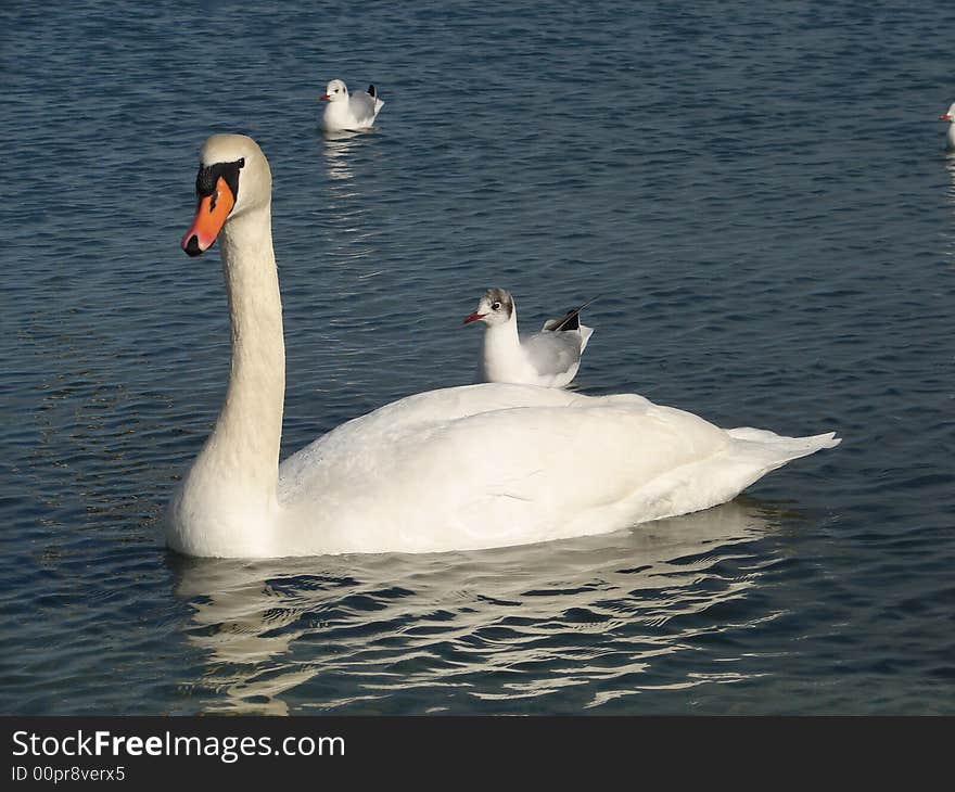 A swan and gull quietly warm up in the rays of evening sun