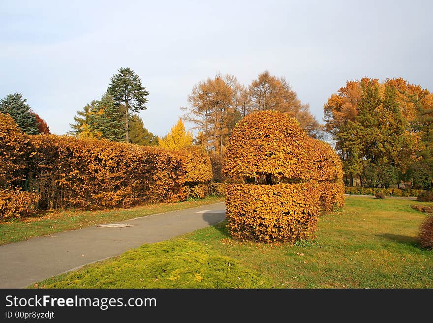 Beautiful trimmed for the bushes autumn