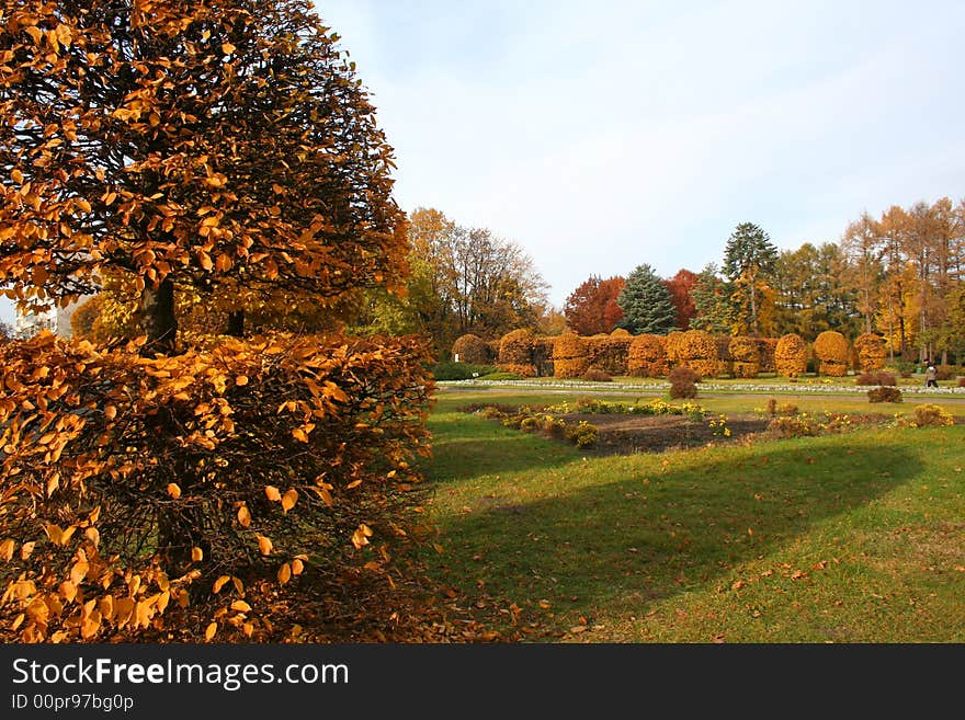 Beautiful trimmed for the bushes autumn.