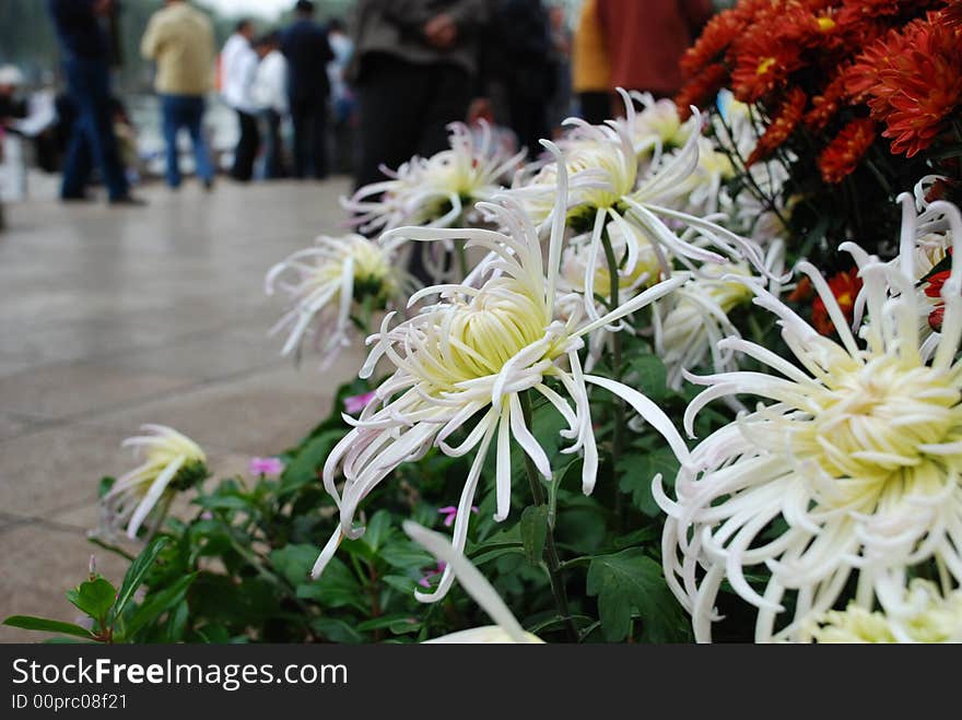 Chrysanthemum