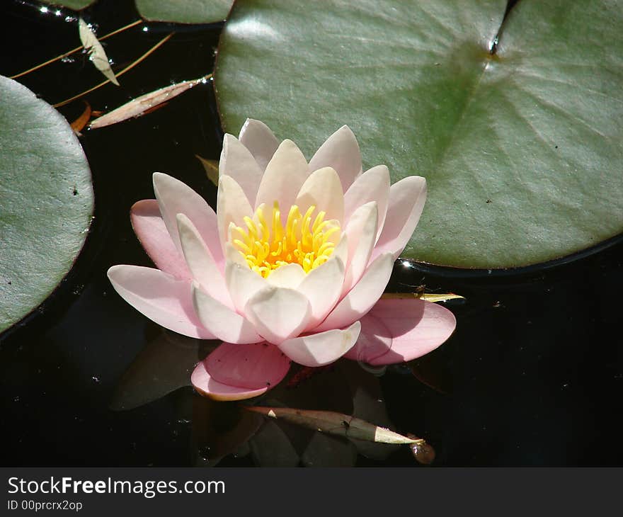 A pink water-lily unstrung petals on the surface of water