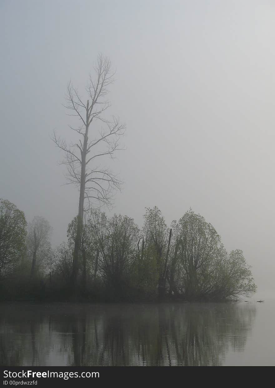 Dead standing cottonwood tree along a misty river bank. Dead standing cottonwood tree along a misty river bank.