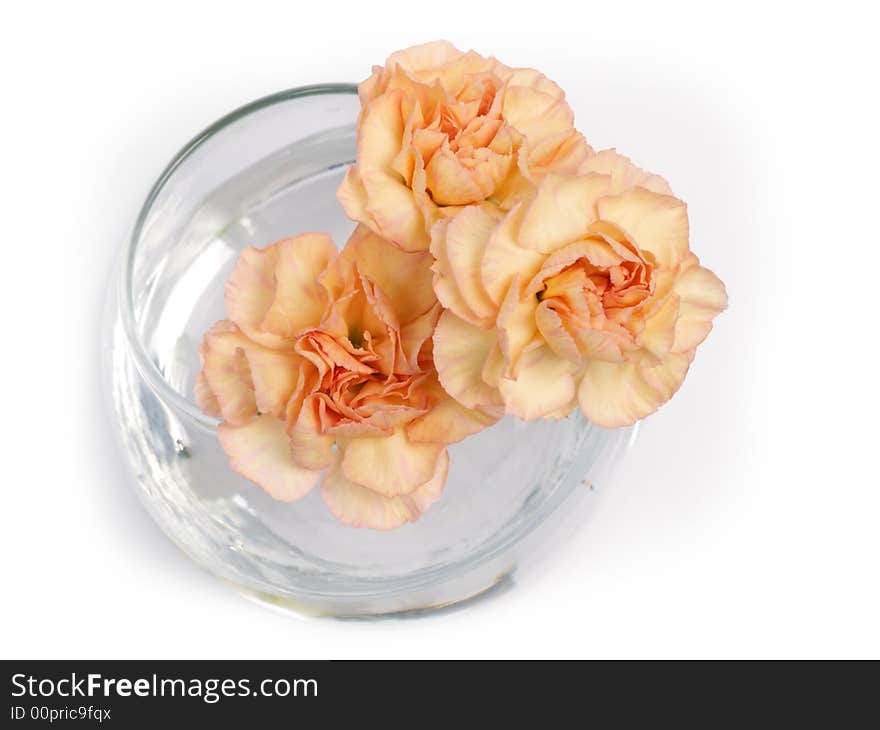 A bouquet of carnations in glass vase on white