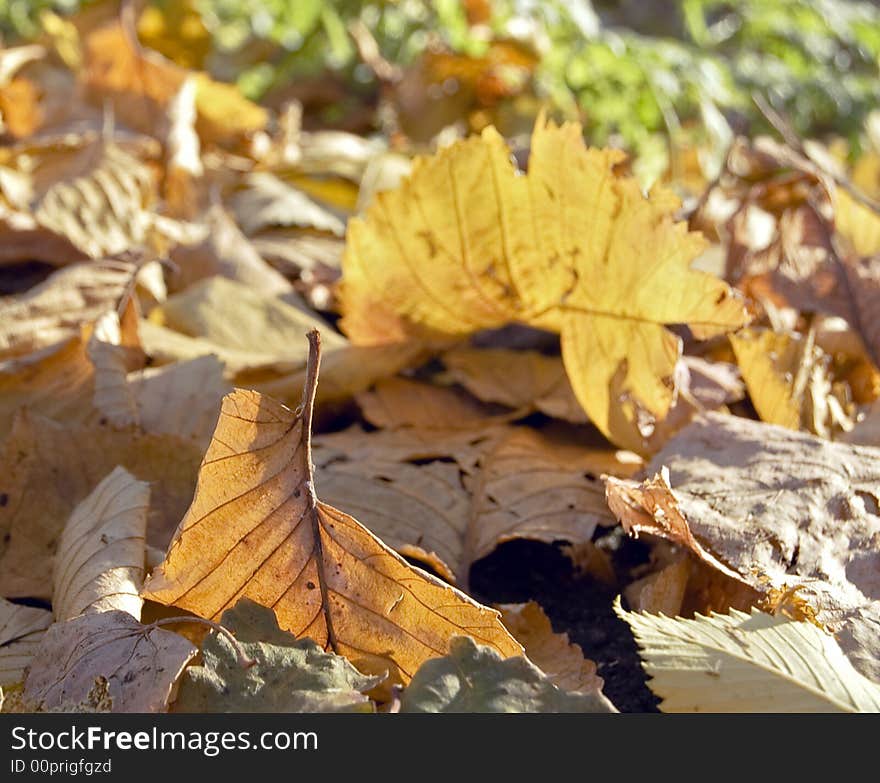 Autumn leaf on the fallen foliage