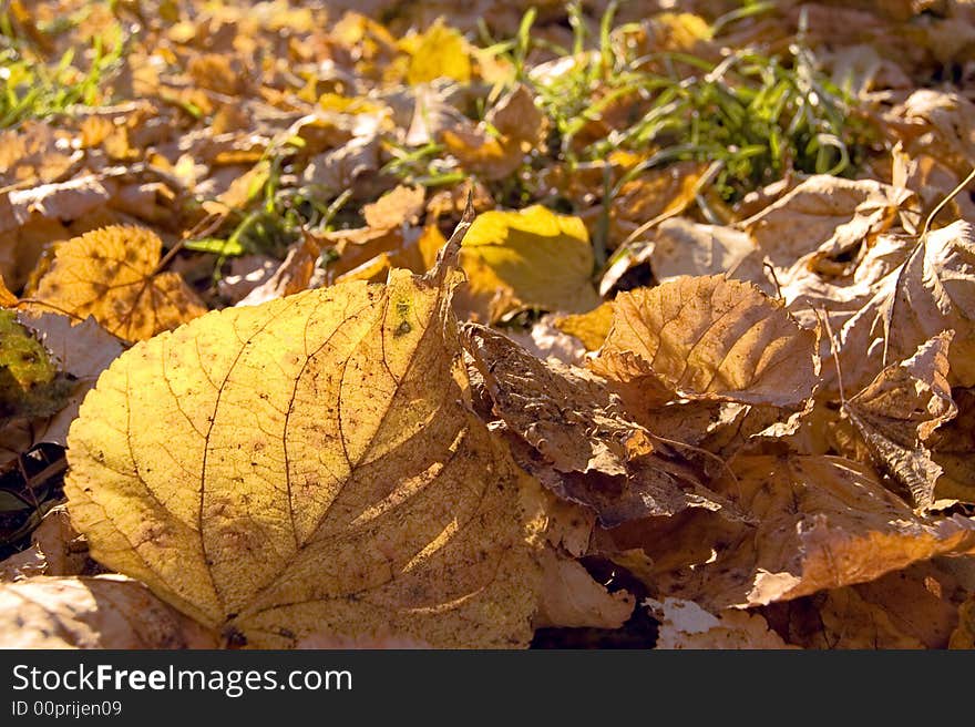 Yellow autumn leaf in sunlight on the grass. Yellow autumn leaf in sunlight on the grass