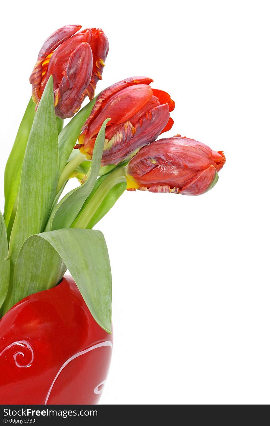 Three red tulips in vase on white background