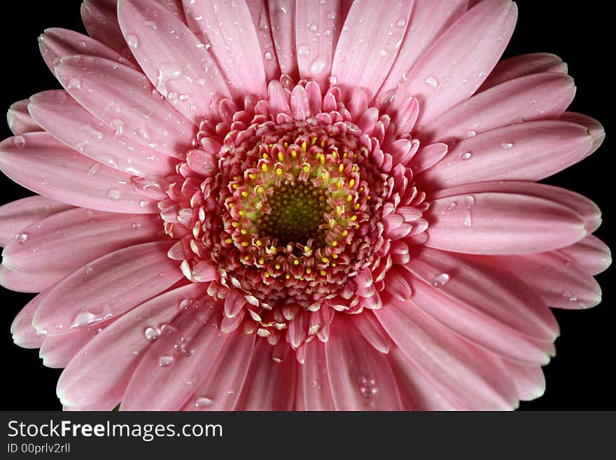 Pink gerber's cross section on black background