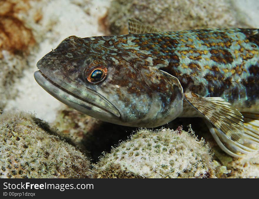 Lizardfish