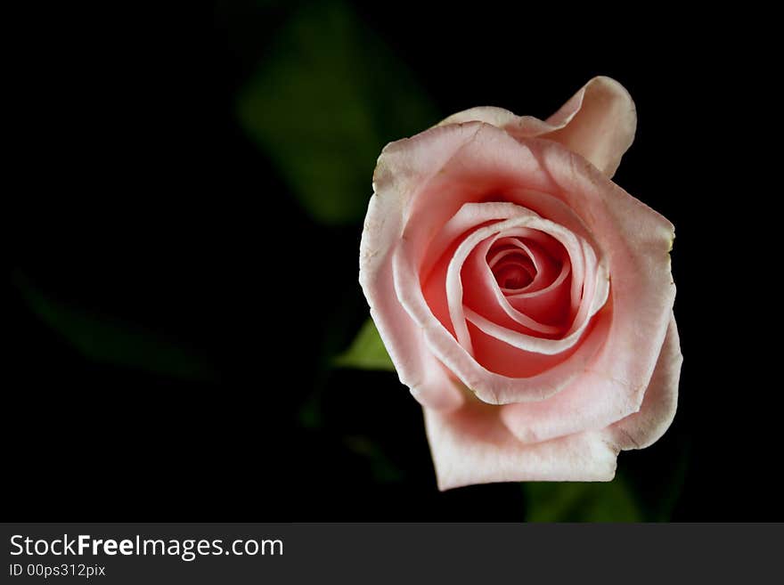 Pink rose on black background. Pink rose on black background