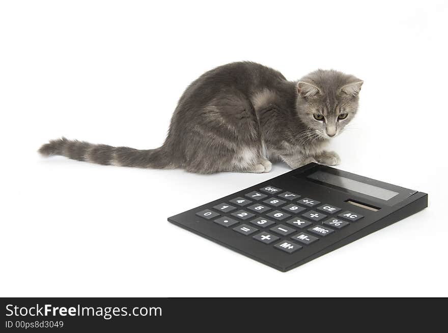 A kitten sits next to a calculator on a white background. A kitten sits next to a calculator on a white background.