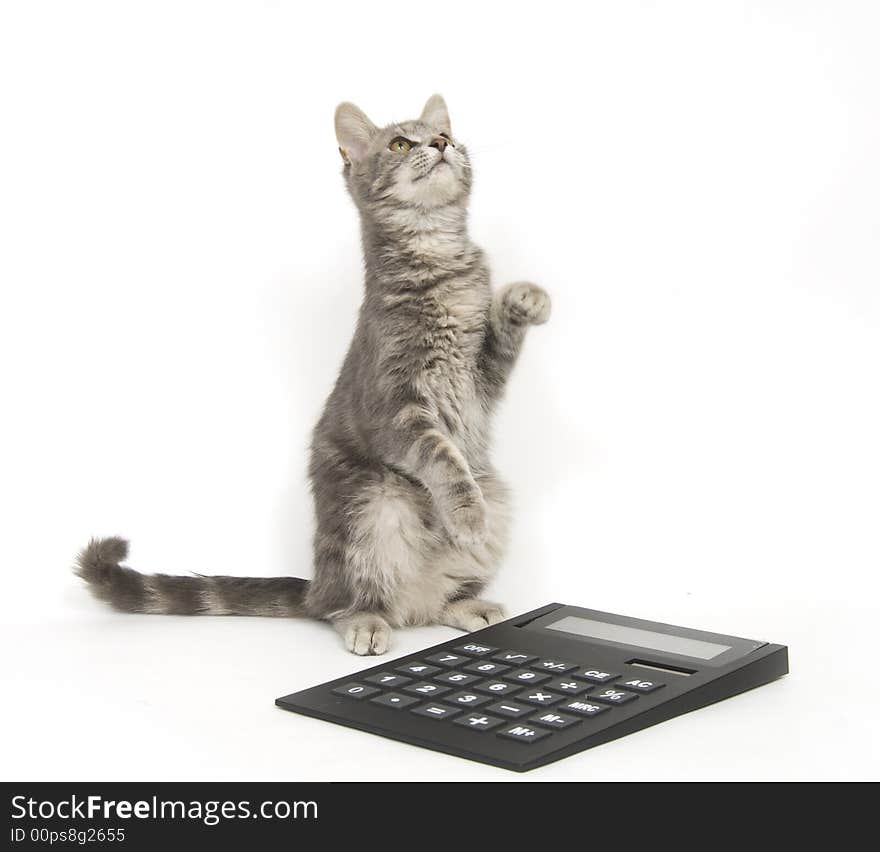 A kitten sits next to a calculator on a white background. A kitten sits next to a calculator on a white background.