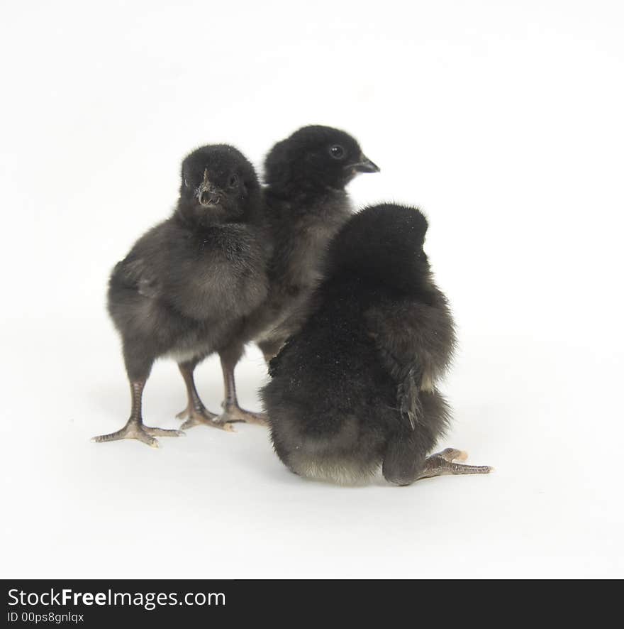 Three black and yellow baby chickens on a white background. Three black and yellow baby chickens on a white background.