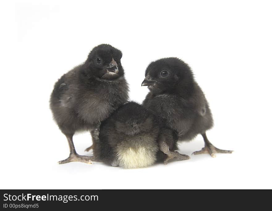 A black and yellow baby chicken on a white background.