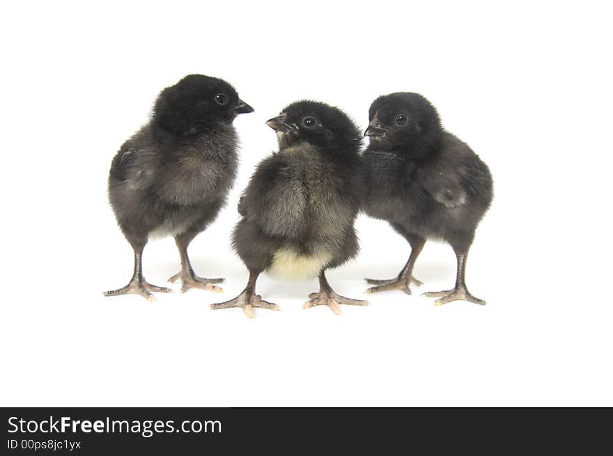 Three black and yellow baby chickens on a white background. Three black and yellow baby chickens on a white background.