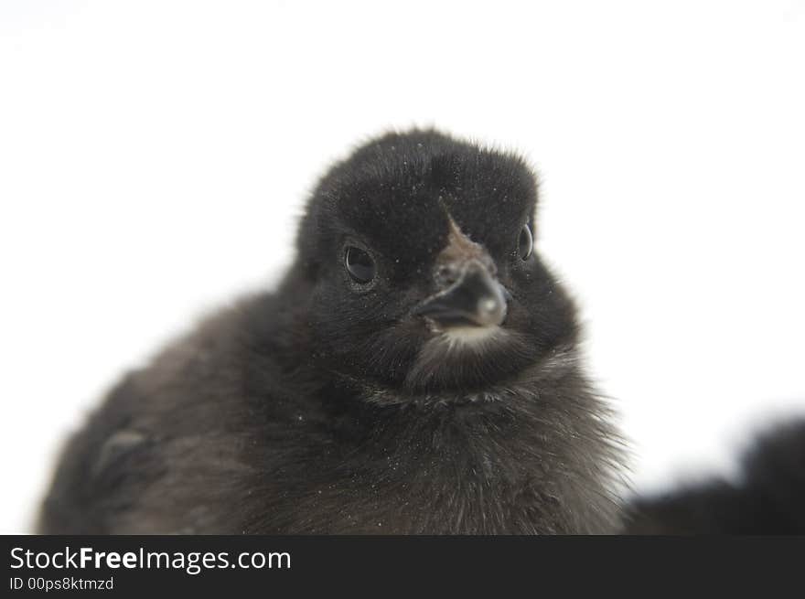 A black and yellow baby chicken on a white background.